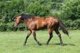 Bungle Inthejungle in the paddock